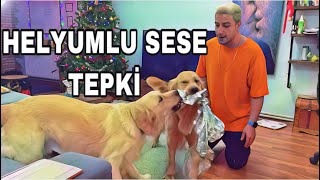 KOPEKLERIMLE HELYUM CHALLENGE YAPTIK  TEPKI [upl. by Clint523]