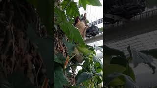 Sloth Eating at Baltimore Aquarium [upl. by Drofub501]