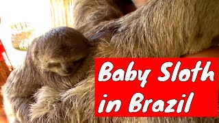 Sloth and her baby in Porto Seguro Brazil [upl. by Ynottirb879]