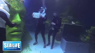 The first underwater proposal underwater at SEA LIFE Manchester [upl. by Winola13]