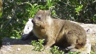 Rock Hyrax Dassie [upl. by Cristabel20]