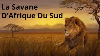 La Savane DAfrique du Sud [upl. by Harv124]