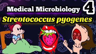 Streptococcus pyogenes شرح بكتيريا الالتهابات اللوزتين الحلق والحمي الروماتزميه بالعربي [upl. by Nuoras335]