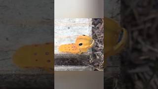 yellow worm and black spots on body  😳 worms animals zombietsunami yellow cute [upl. by Kei19]