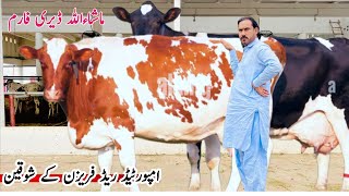 Mashallah Dairy Farm  imported Cows  Red Friesian Cows  Hf Cow For sale  Pk Janwar Mandi [upl. by Demeyer280]