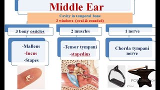 1 external ear  middle ear and clinical case [upl. by Younger511]