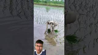 Planting and harvesting rice after 100 years [upl. by Cristian]