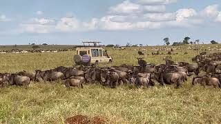 Africa The Great Migration Serengeti Tanzania 61924 [upl. by Nirroc]