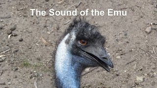 The Sound of the Emu [upl. by Mosby96]