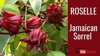 Growing JAMAICAN Sorrel  ROSELLE [upl. by Alard719]