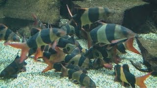 HD Group of fully grown Clown Loaches  Prachtschmerlen  Zoo Wuppertal 119 [upl. by March]