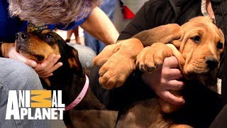 Você vai se apaixonar por esses cachorros  Veterinário das montanhas  Animal Planet Brasil [upl. by Maryl]