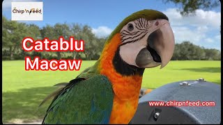 Catablu Macaw Catalina X Blue and Gold Hybrid Macaw [upl. by Amehr]