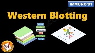 Western Blotting Immunoblotting  Principle and Complete Procedure Explained  FLImmuno81 [upl. by Yrahcaz]