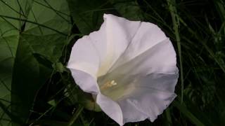 Flowers of the Bindweed Convolvulus arvensis [upl. by Falk]