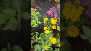 Lantana 4 colours onlineplants wtsp9947132040 [upl. by Nywrad802]