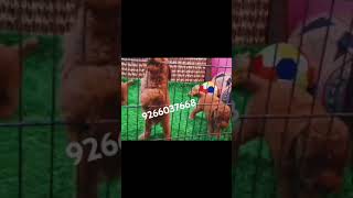 Apricot poodle  Superb quality  toy size  9266037668 viralvideo shortsvideo youtubeshorts [upl. by Rozalie]