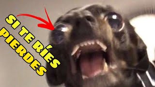 🤣 Si no te RÍES no eres HUMANO 🐱🐶 Videos Chistosos de Animales [upl. by Kauffmann]