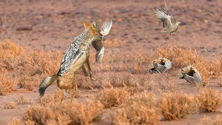 Fast And Furious  Jackals Hunting Birds [upl. by Carlisle]