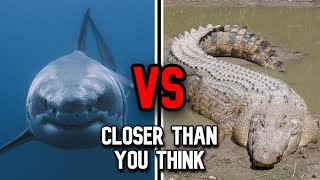 Great White Shark vs Saltwater Crocodile  Who Wins [upl. by Anglo]