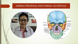 Norma frontalis and occipitalis [upl. by Keir]