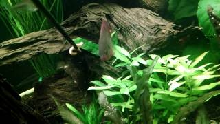 Congo River Bio Tope Aquarium [upl. by Enneyehs]