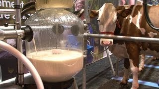 Le concours de la traite des vaches au Salon de lagriculture [upl. by Aleyak257]