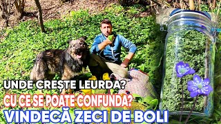 LEURDA USTUROIUL SĂLBATIC  CEL MAI PUTERNIC DETOXIFIANT  IDENTIFICARE  BENEFICII  CONSERVARE [upl. by Ellehcal]