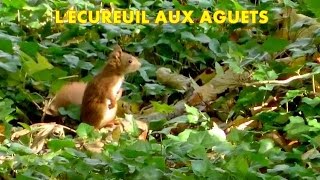 ECUREUIL ROUX aux aguets  Squirrel [upl. by Anailuig]