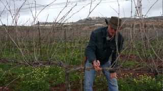 How To Prune Grapevines With Joshua Waller  HaYovel Pruning 2013 [upl. by Yehudit480]