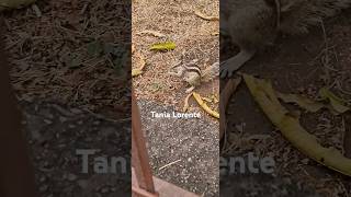 Indu friendly squirrel 🐿 ardilla delhi qutubminar squirrel [upl. by Sesmar]