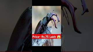 Stag beetle price in India  Stag beetle  Insects  Science shorts facts delhi4u [upl. by Krisha718]