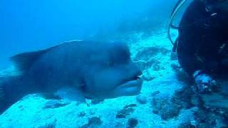 未経験者がダイビングライセンスを伊豆で取得中に巨大人面魚に遭遇！Asian sheepshead wrasse [upl. by Eenwahs]