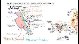 Neuroanatomía Tronco encefálico 1 Configuración externa [upl. by Nyberg]