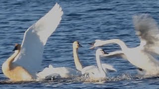 Swan honk  call sounds amp flapping wings  Fight amp Threat display [upl. by Bergen]