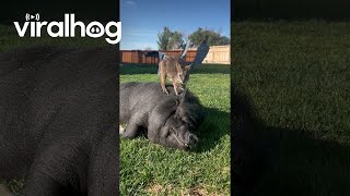 Our Wallaby Loves Hanging With the Pigs  ViralHog [upl. by Kerad248]