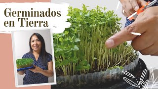 Germinados de Linaza Alpiste Ajonjolí y Lentejas EN TIERRA 😍  Cuidados que se debe de tener 🌱 [upl. by Tirrell]