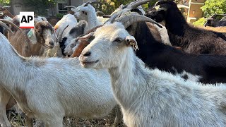 Grazing goats used to fight wildfires under threat [upl. by Zebulen454]