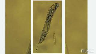 Euglena viridis  NUTRITION 1 Holophytic or Autotrophic Nutrition [upl. by Nikolos]