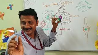 हिंदी में Vestibular System amp Body Balance [upl. by Ralleigh]