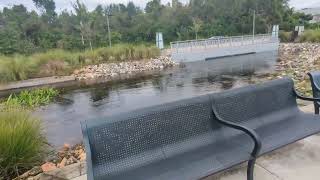 Sweetwater Creek Circumnavigates Lake at Solary Park Flooded by Hurricane Milton to Bridge Oviedo [upl. by Annahsit483]