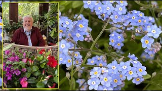 MYOSOTIS LA DOUCE FLEUR PRINTANIÈRE QUI VOUS DIT  NE M’OUBLIEZ PAS  Le Quotidien du Jardin N°376 [upl. by Iak]