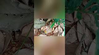 cycas plant cycas viralvideo botany bscbotany botanyforall shorts short [upl. by Romona]