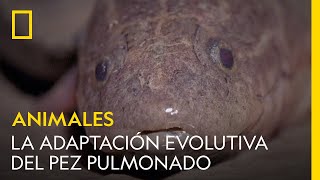 La impresionante adaptación evolutiva del pez pulmonado  NATIONAL GEOGRAPHIC ESPAÑA [upl. by Philemol]