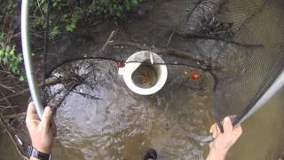 Seining Large Minnows video [upl. by Anul608]