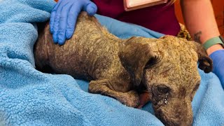 Amazing transformation of an abandoned puppy hairless and anemic but this little guy is a fighter [upl. by Zanlog]