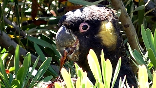 Yellowtailed BlackCockatoos  Calls and Feeding [upl. by Braunstein]