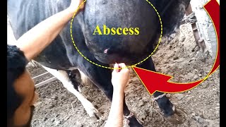 🐄 Large prescapular abscess in a bull🐄 [upl. by Leerzej]