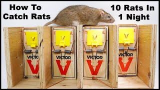 The Best Way To Trap Rats The Ultimate Rat Trapping System Mousetrap Monday [upl. by Englis]