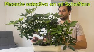 Bonsai de schefflera arborícola pinzado selectivo para equilibrar el vigor [upl. by Ingaberg577]